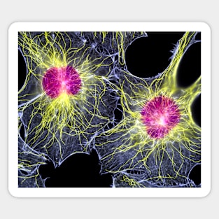 Fibroblast cells showing cytoskeleton (P780/0110) Sticker